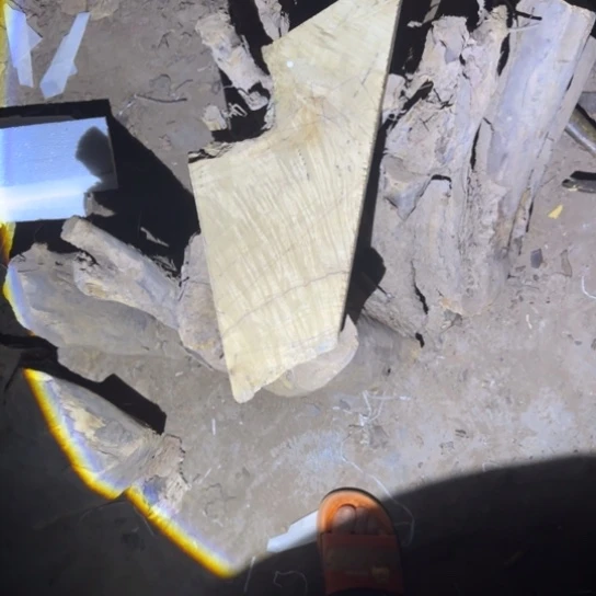 ?金丝楠木小叶桢楠