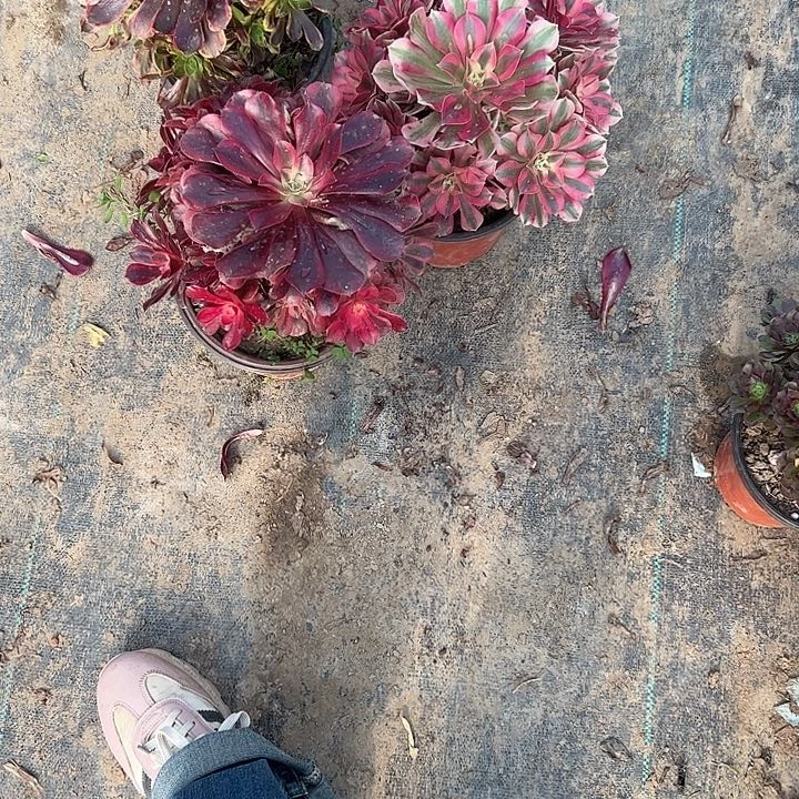 不包侧枝一物一拍90