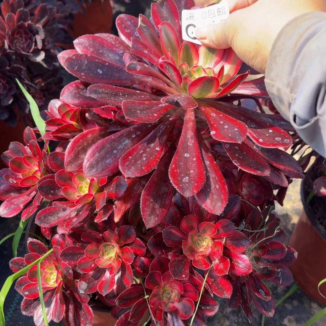 无花朵815多肉植物捧花的