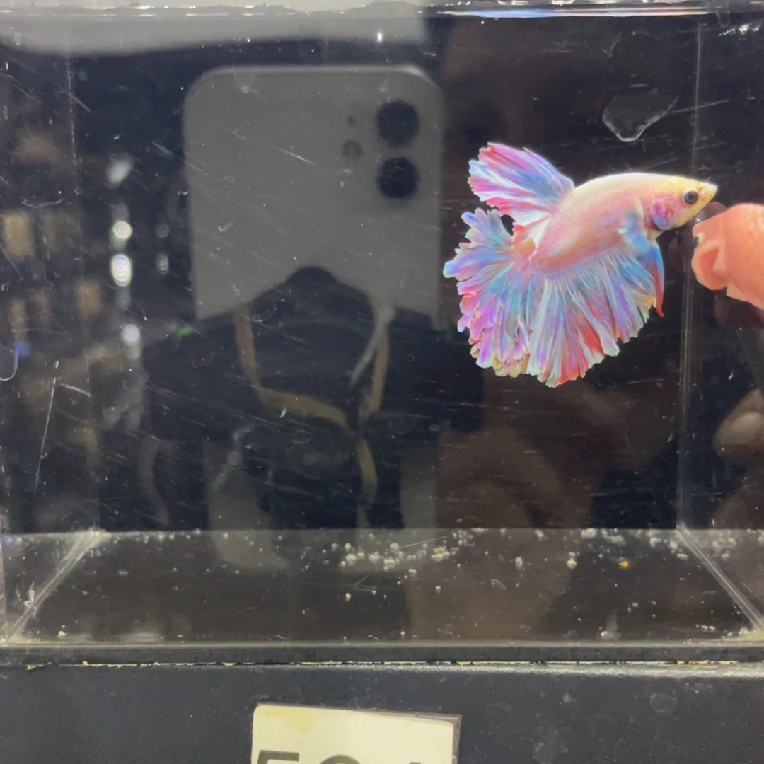 斗鱼哈哈哈哈哈哈524