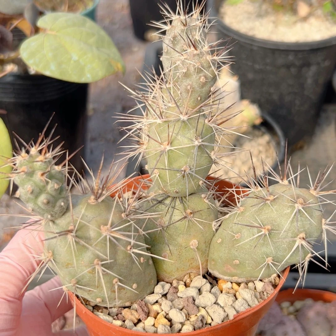 习志野群生 仙人球