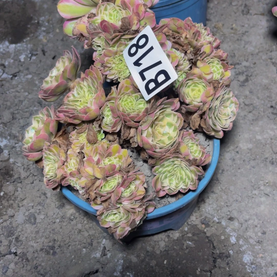 半糖荔枝28///39包邮