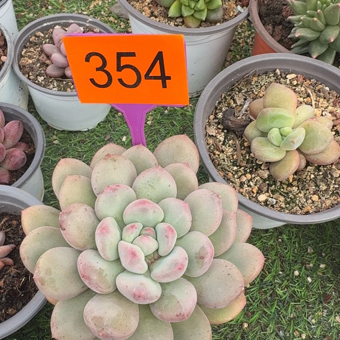 多肉植物漂亮单头354