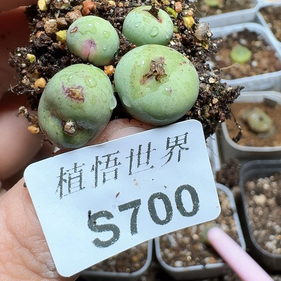 700厚德载物哇成功的肉植物哇