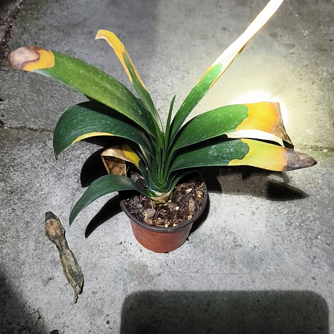 大***豚当前无花栽培后可以开花佛手苗残叶特惠一棵