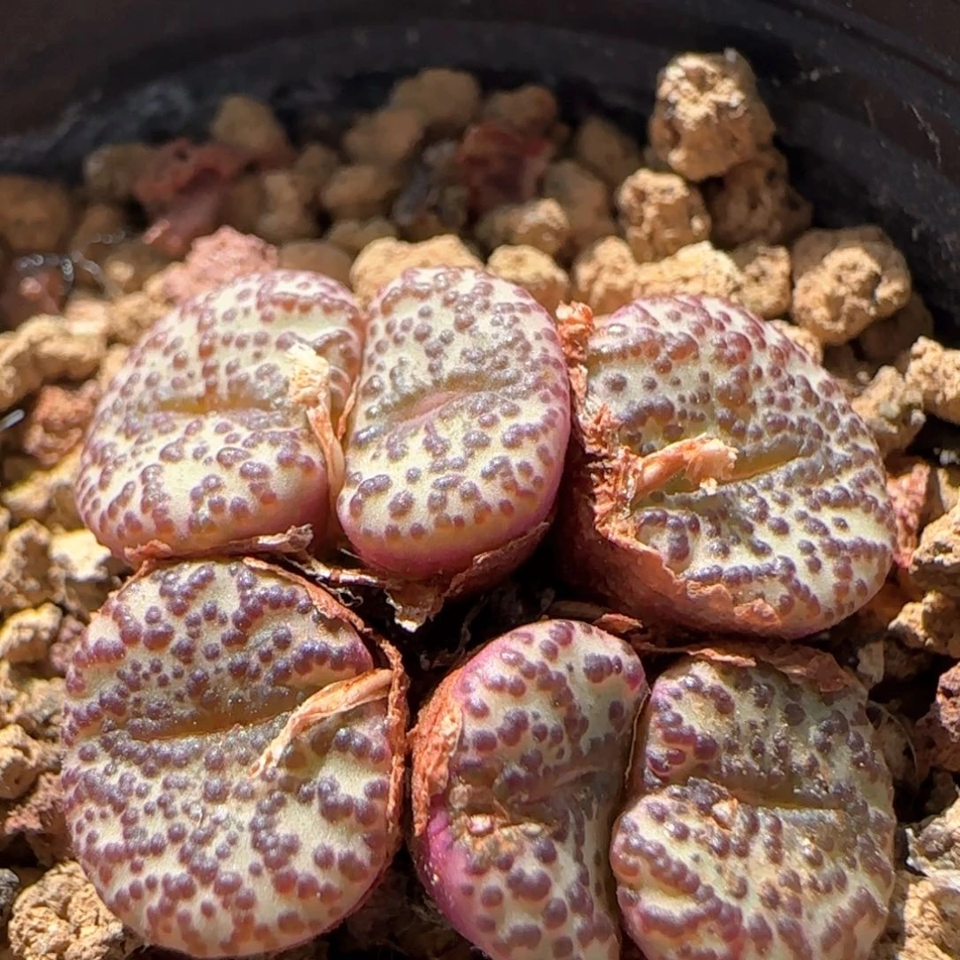5268 大白多肉植物园