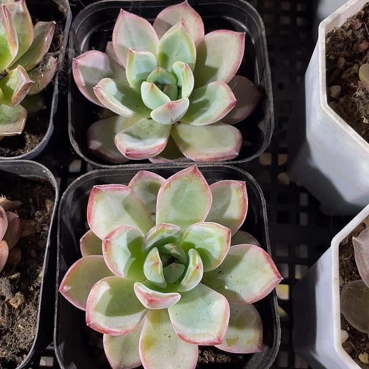 6.5方夜魔侠带盆土发