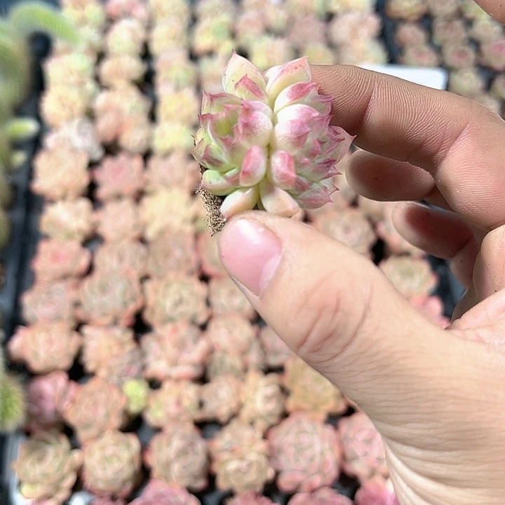 玫瑰仙子 满10颗包邮