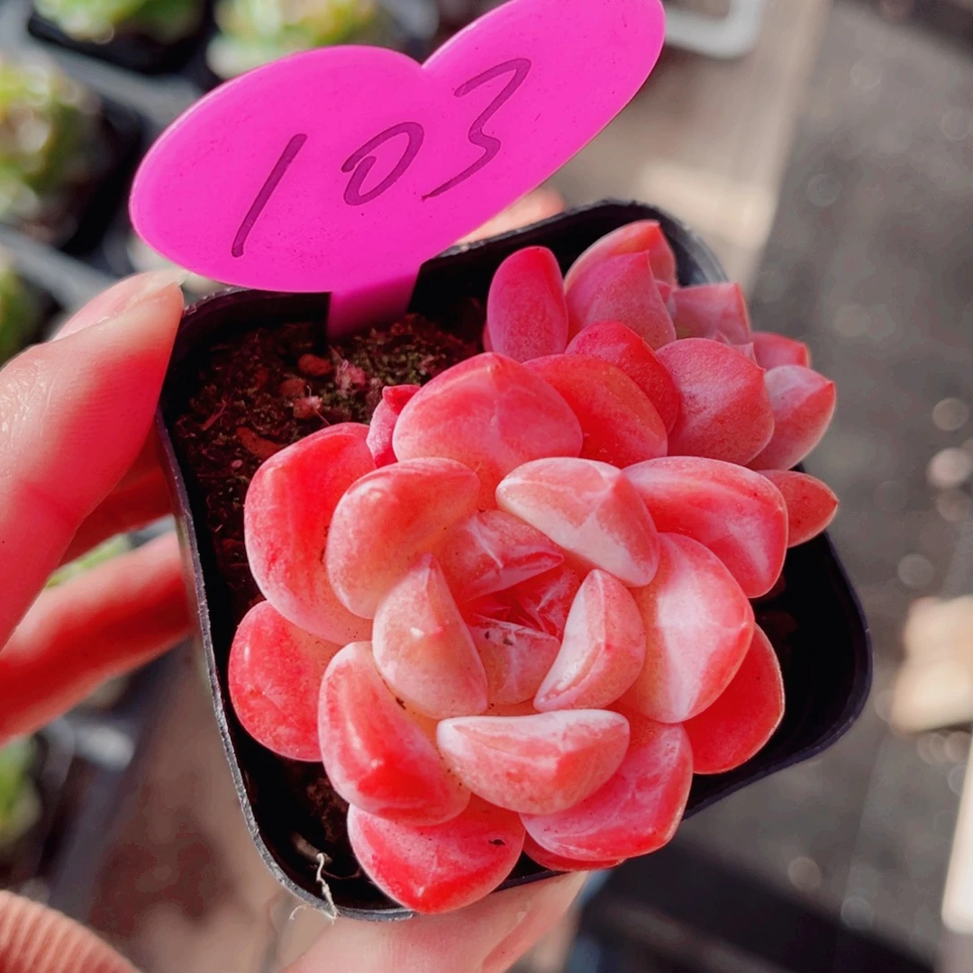 昱****103号小老桩糖心双头