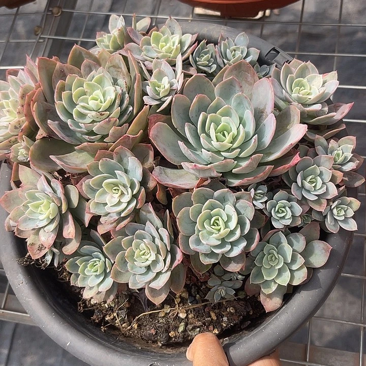 晨语多肉,一物一拍丝绸