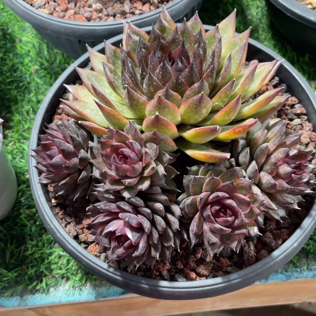 不知名冠幅17 公分一物一拍