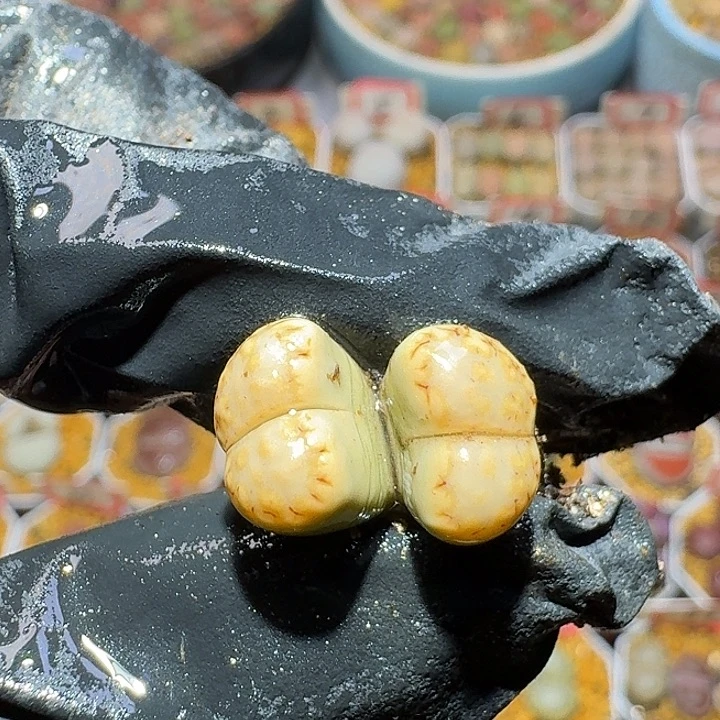 生石花2:：。在。 52号