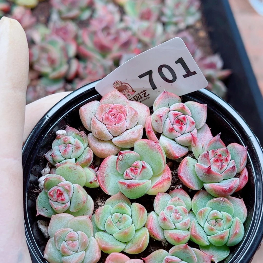 多肉植物多肉植物