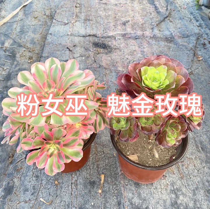 粉女巫  魅金玫瑰 老桩法师锦多肉组合脱盆脱土裸根发货