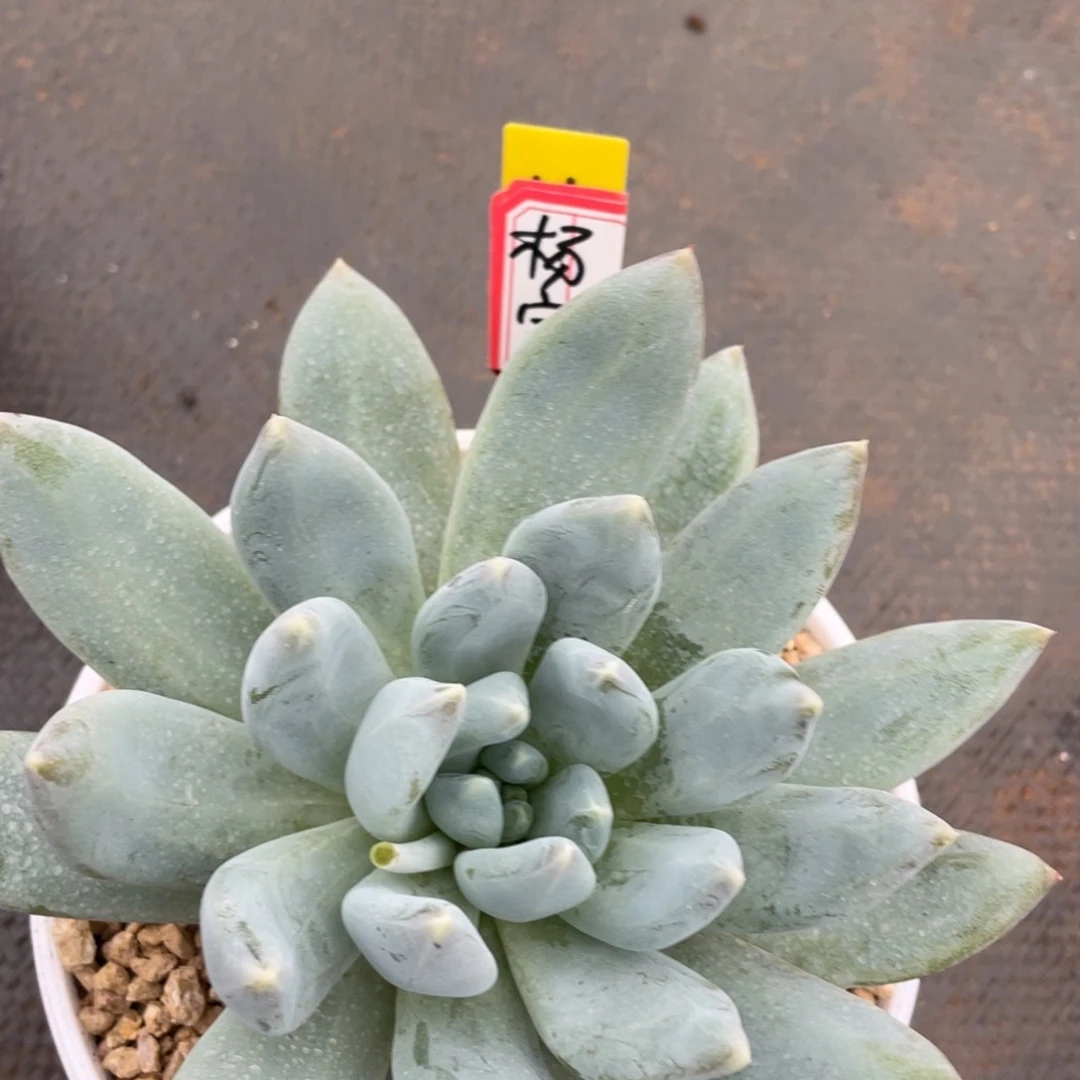 杨*姐姐说她真的有男朋友