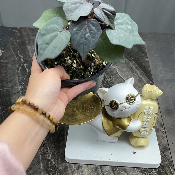 红叶西番莲新品体验价