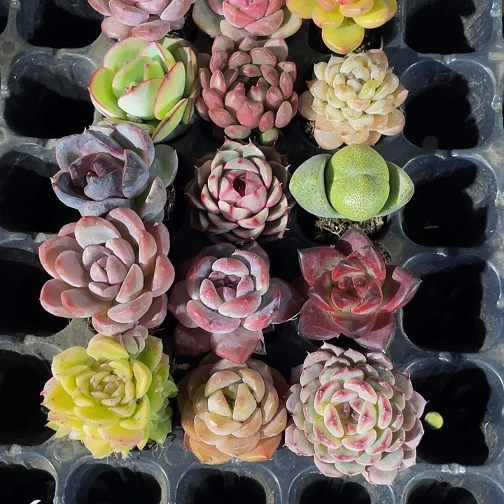 15颗一组15颗精品带土