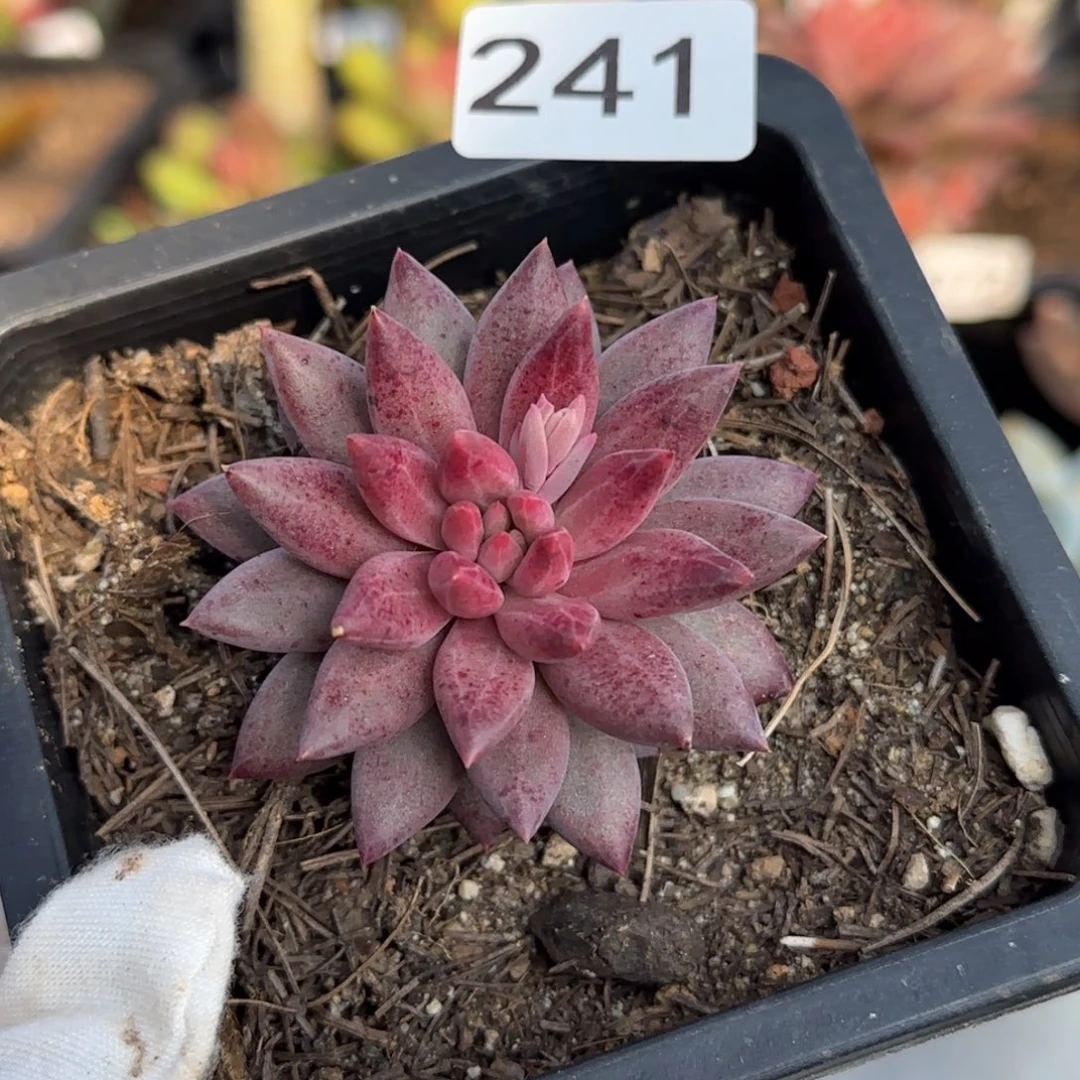 241号一物一拍一物一拍