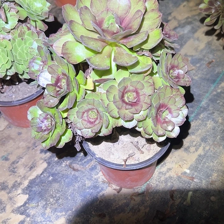 不包段枝一物一拍5