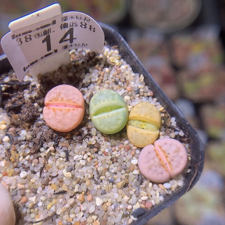 a****aSss精品生石花14