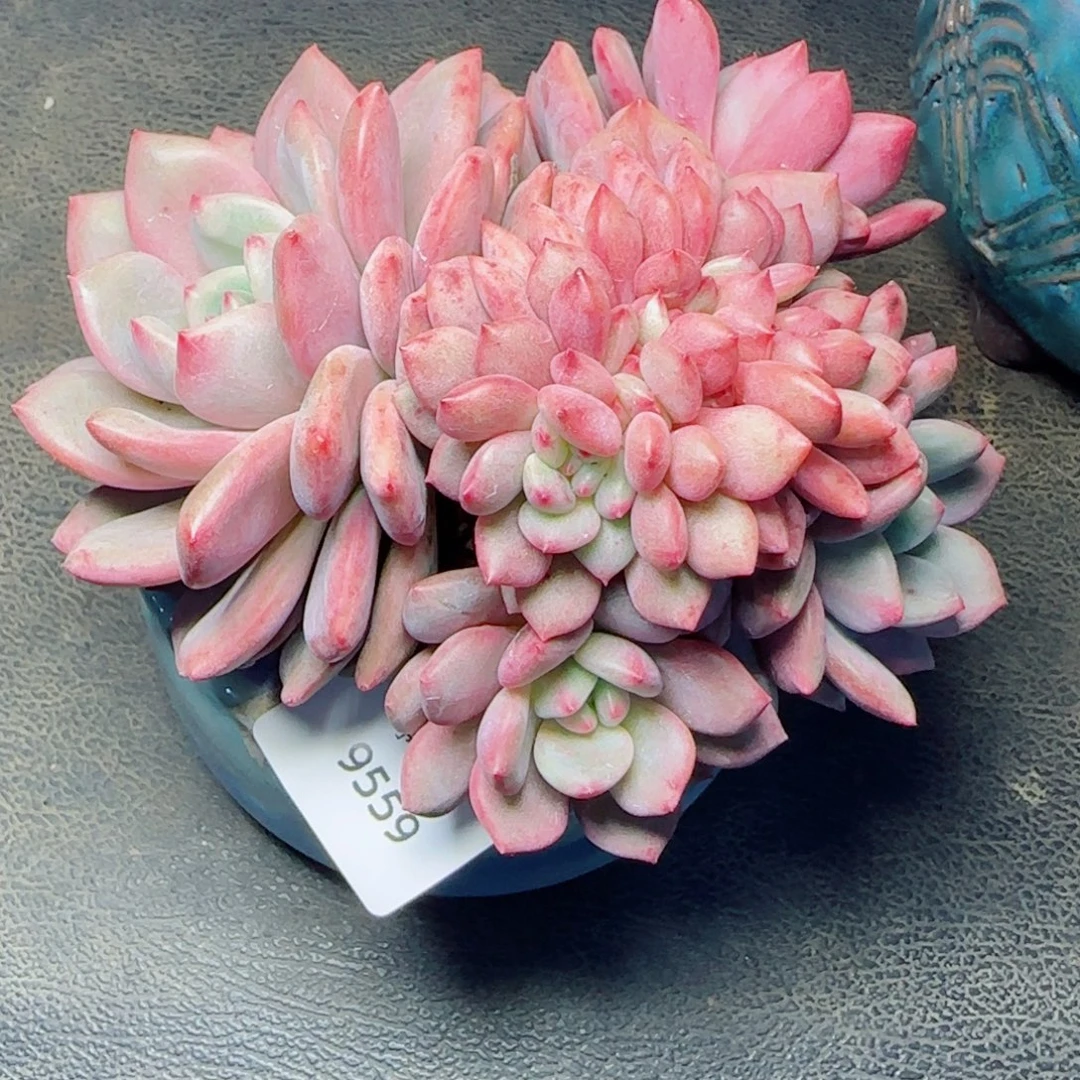 爱丽儿缀化，9559多肉植物