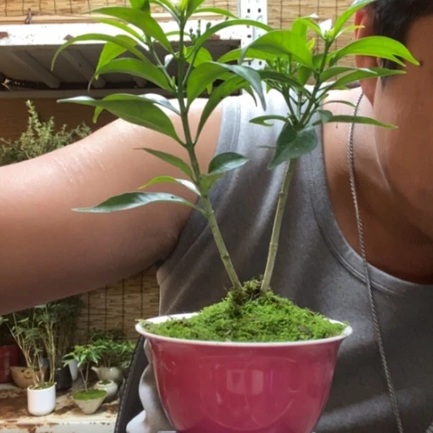 红陶米*一物一拍所见即所得202