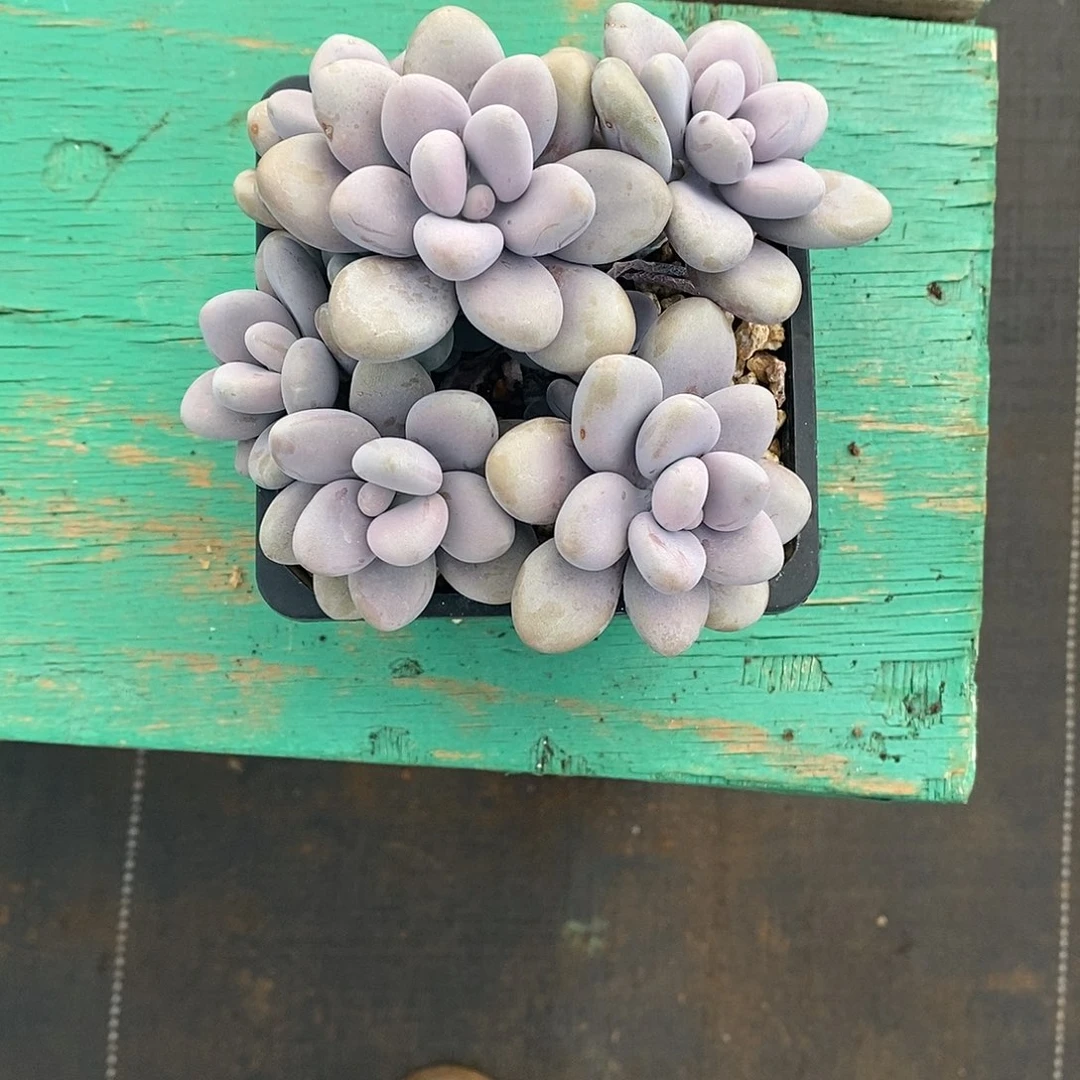 人***一1颗发货。