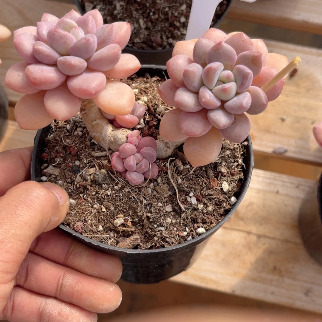 云尘多肉一物一拍1111，