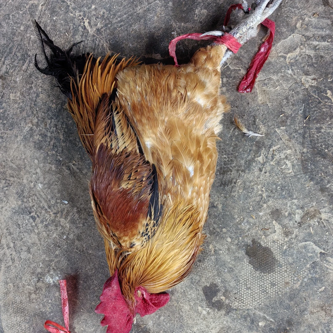 农家散养土公鸡老公鸡土鸡冷链杀好发货（现称现杀不退）默认烧毛