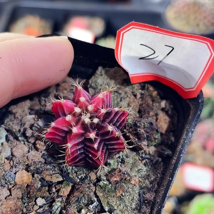 非偏远地区满25包邮仙人球裸根2cm