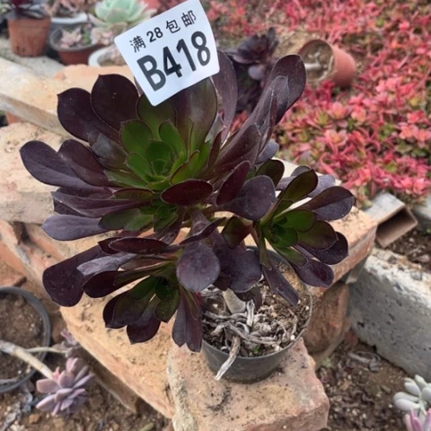 418黑元叶不包断枝