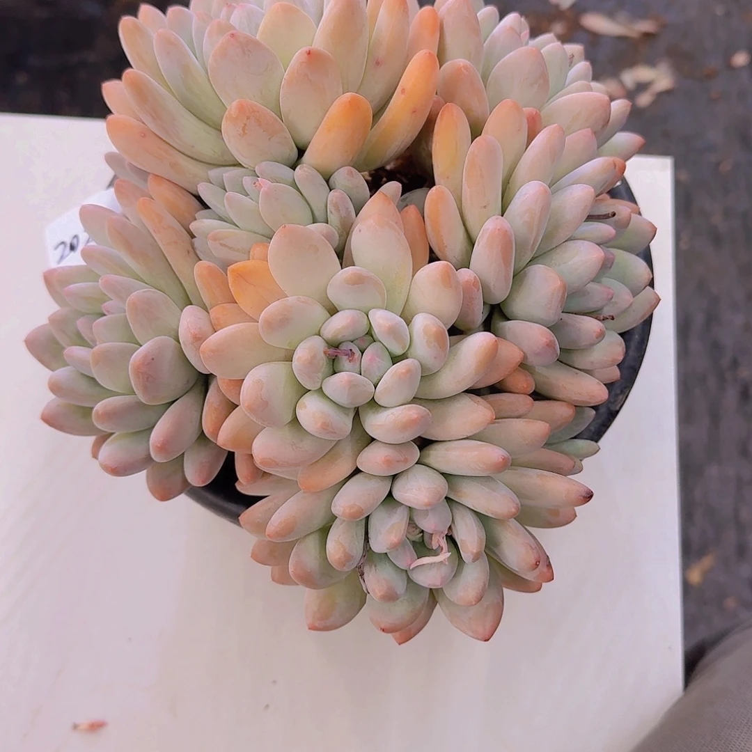 哒*鲵2022香水多肉植物