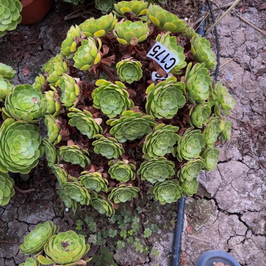 万圣节法师14////38包邮