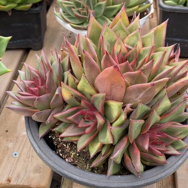 D688- 直播福利 捧花