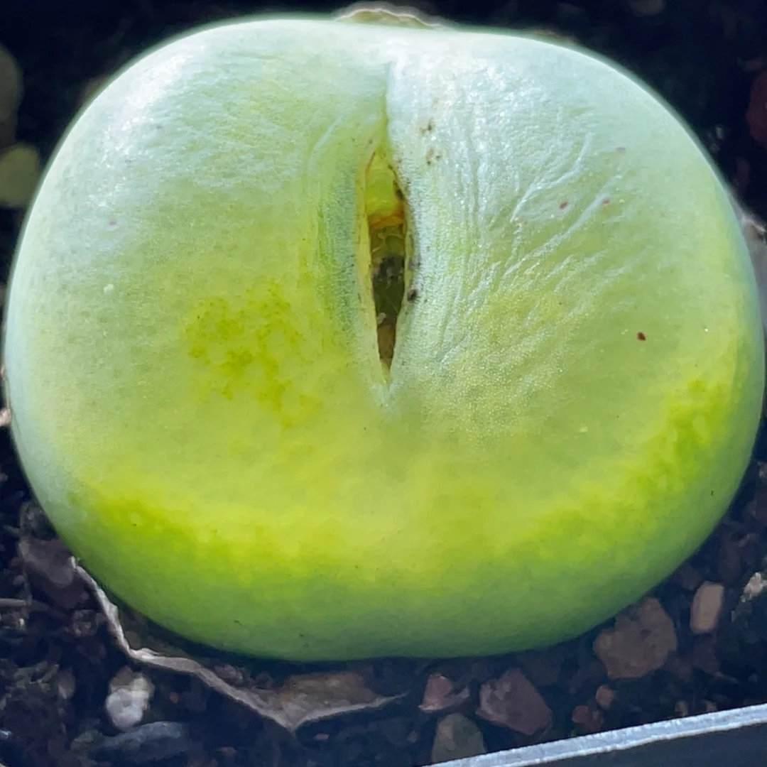 巨型毛毛母本更新～3.5