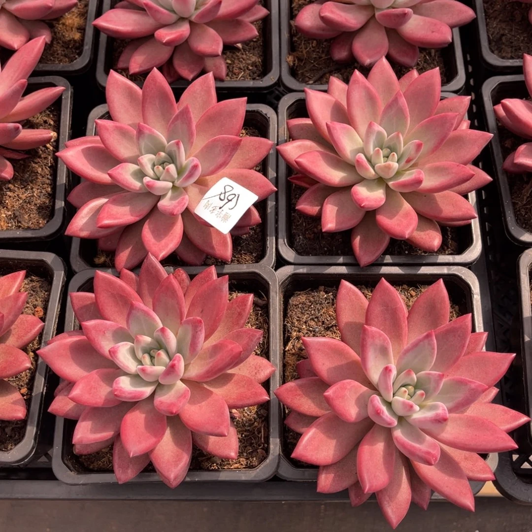 赫菲鱼美人68号多肉