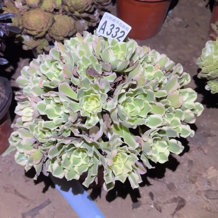 白凤！不包断枝……多肉植物