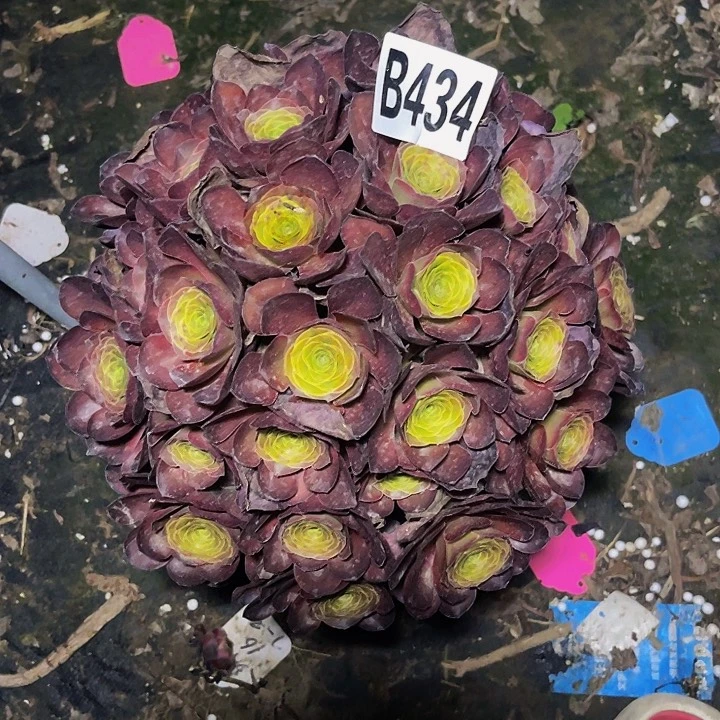 魅金法师7—2包邮法师