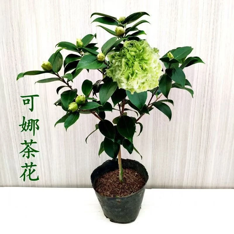 【带花苞发】绿可娜带花苞浓香型山茶花树苗四季开花耐寒四季常青