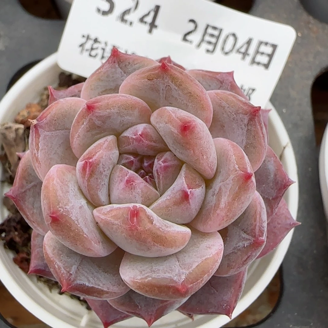 花语逸镜0204-524