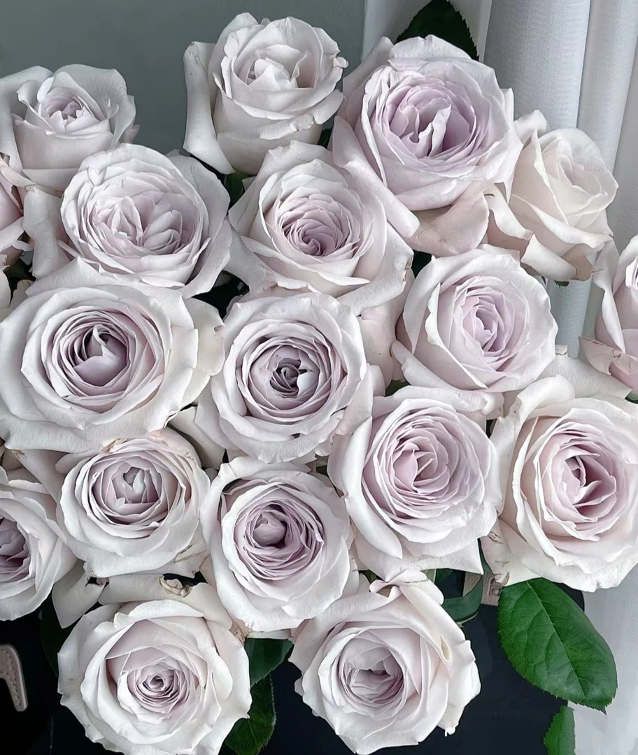 银色衬裙 月季盆栽勤花抗病耐热庭院阳台 云南鲜花绿植