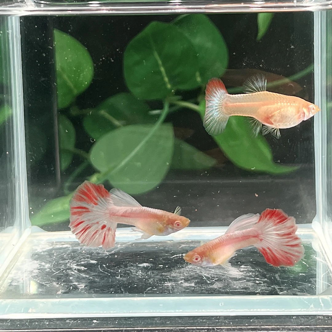 精品火烧云孔雀鱼小型热带观赏鱼适合新手淡水鱼