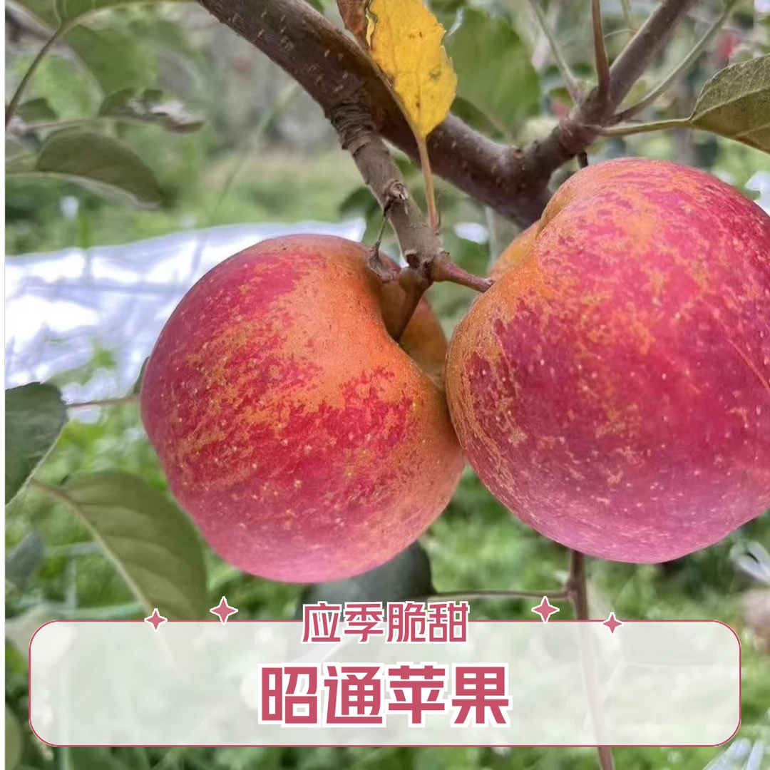 云南昭通冰糖心丑苹果现摘现发新鲜应季孕妇水果5斤包邮