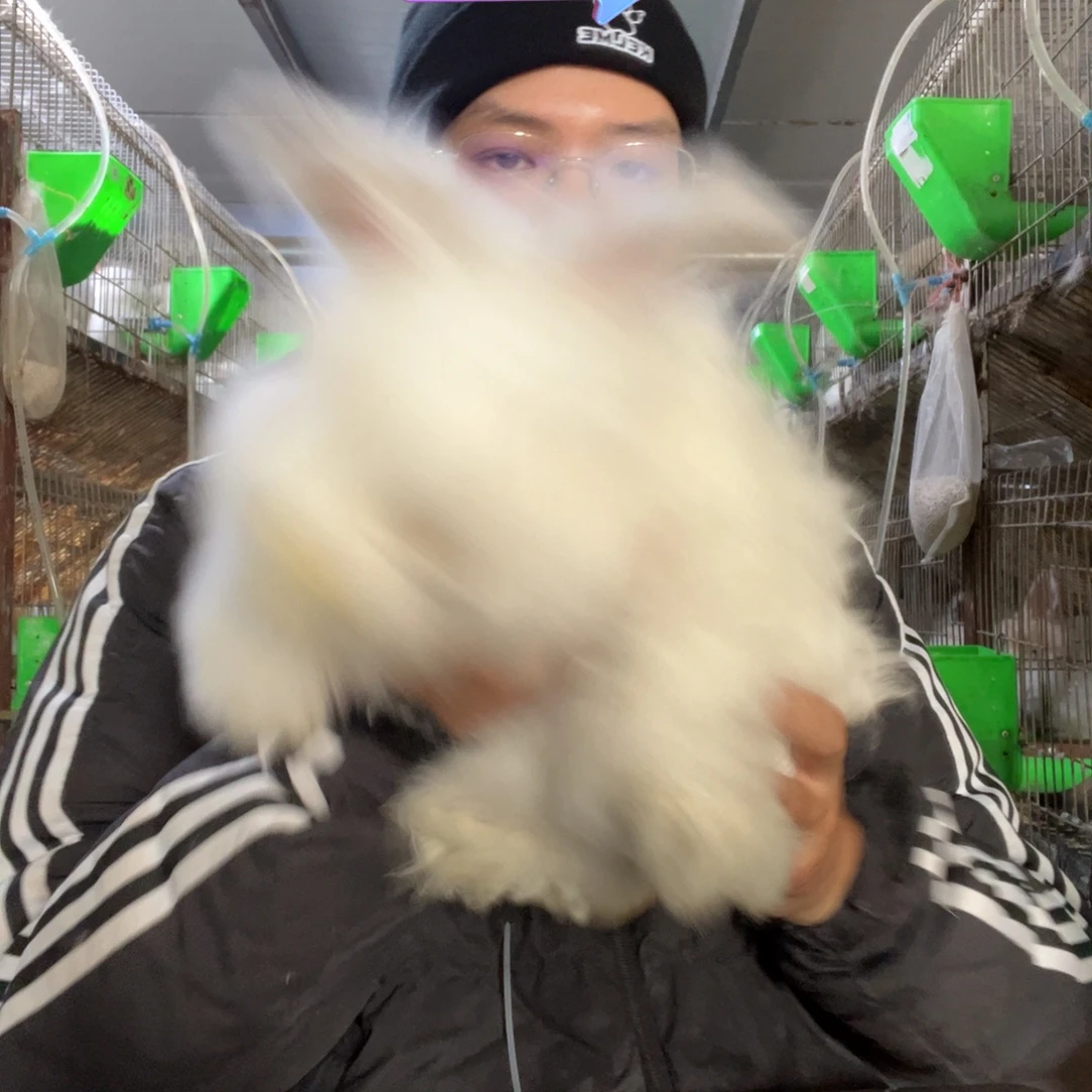 双血统英系安哥拉兔