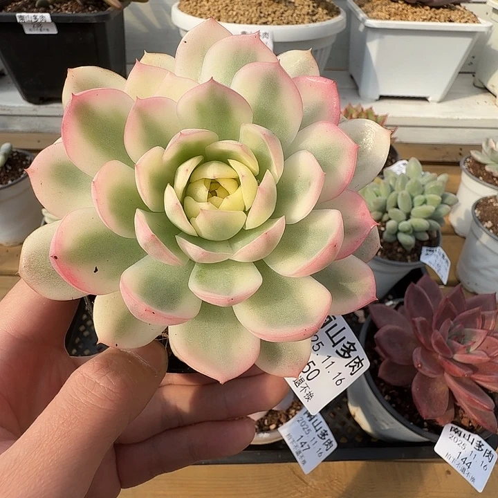 粉水晶锦1111116-150
