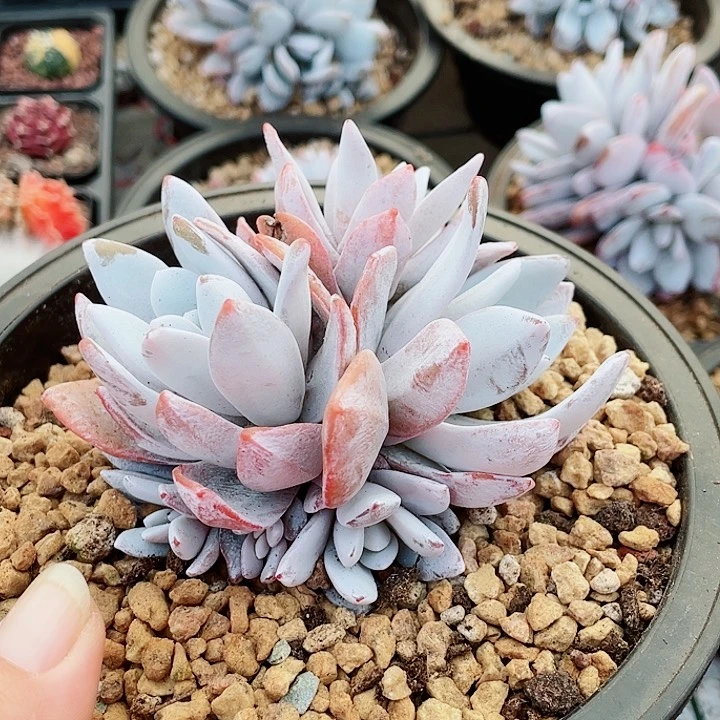 雪莲群7头无砍777777777