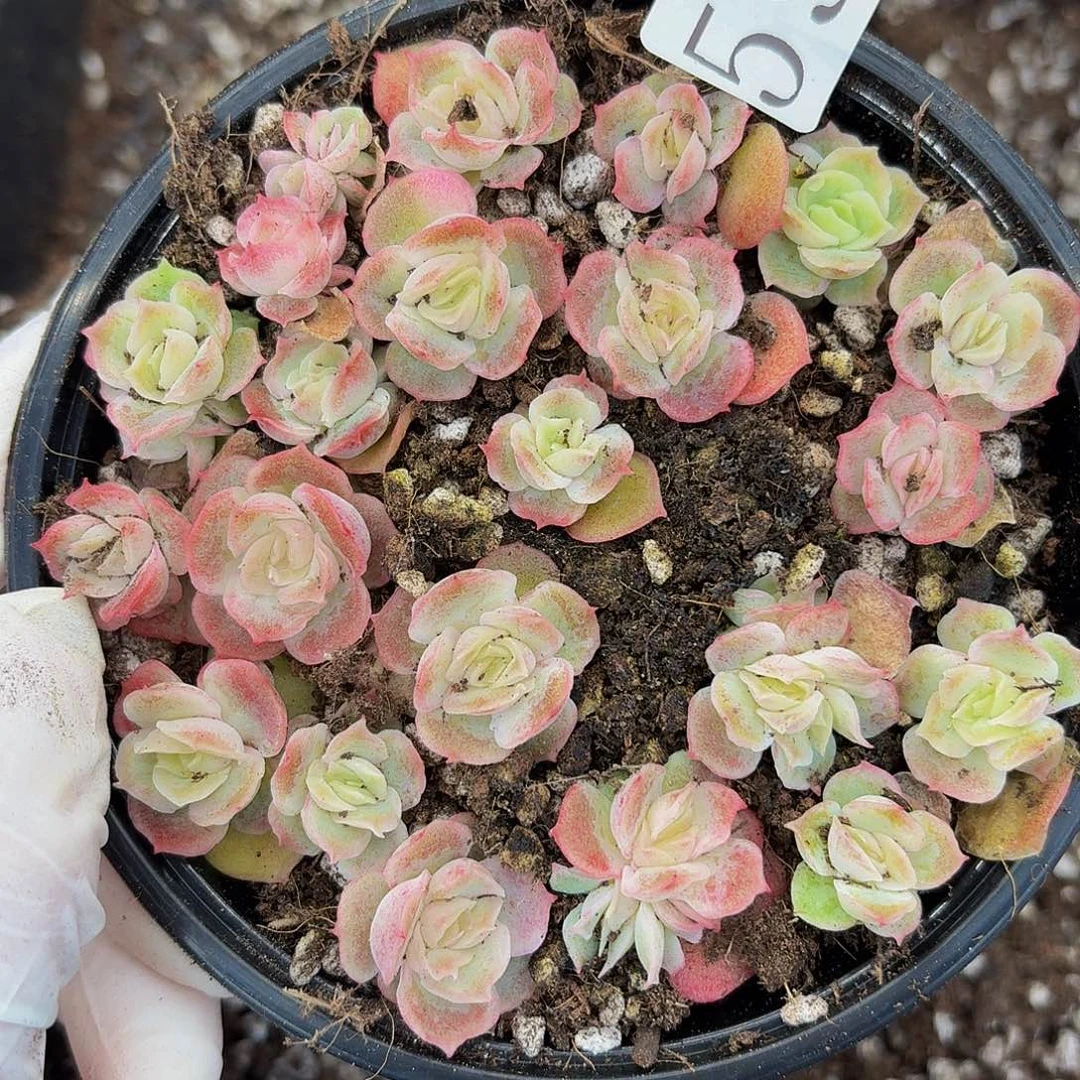 多肉植物多肉植物59
