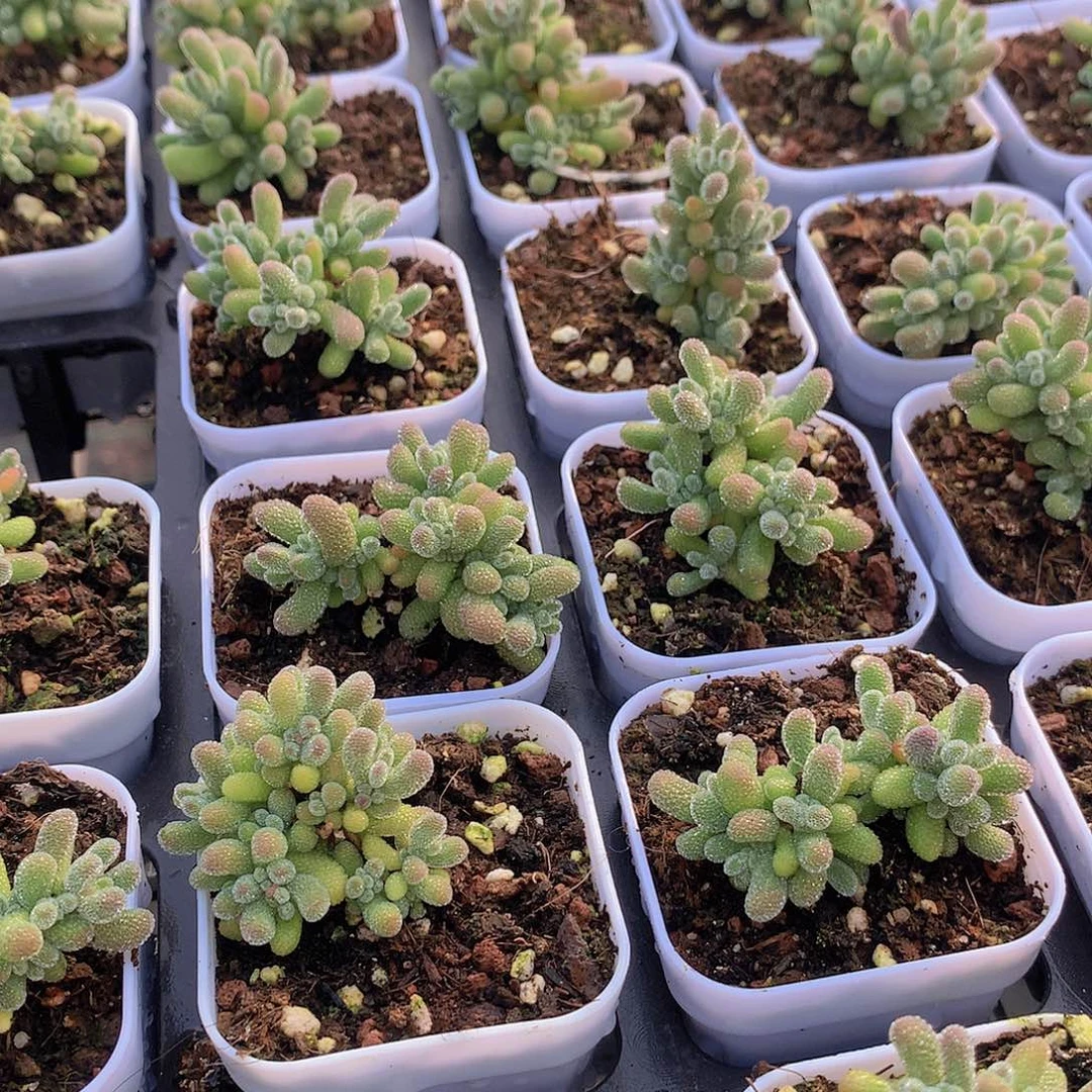 冰晶245778899990000