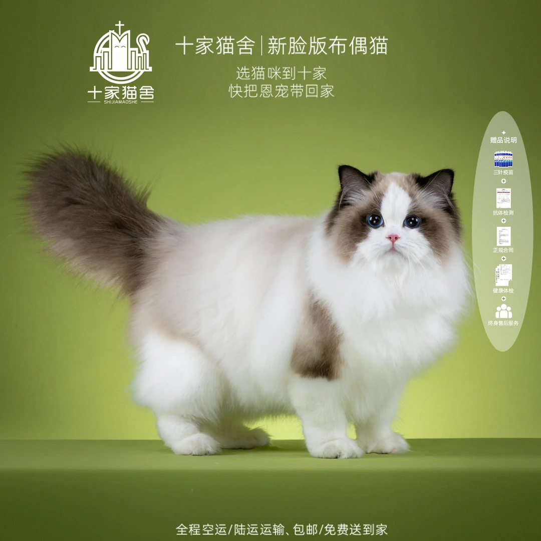 【十家猫舍】考拉-妹妹 I新脸版布偶猫I猫咪活体