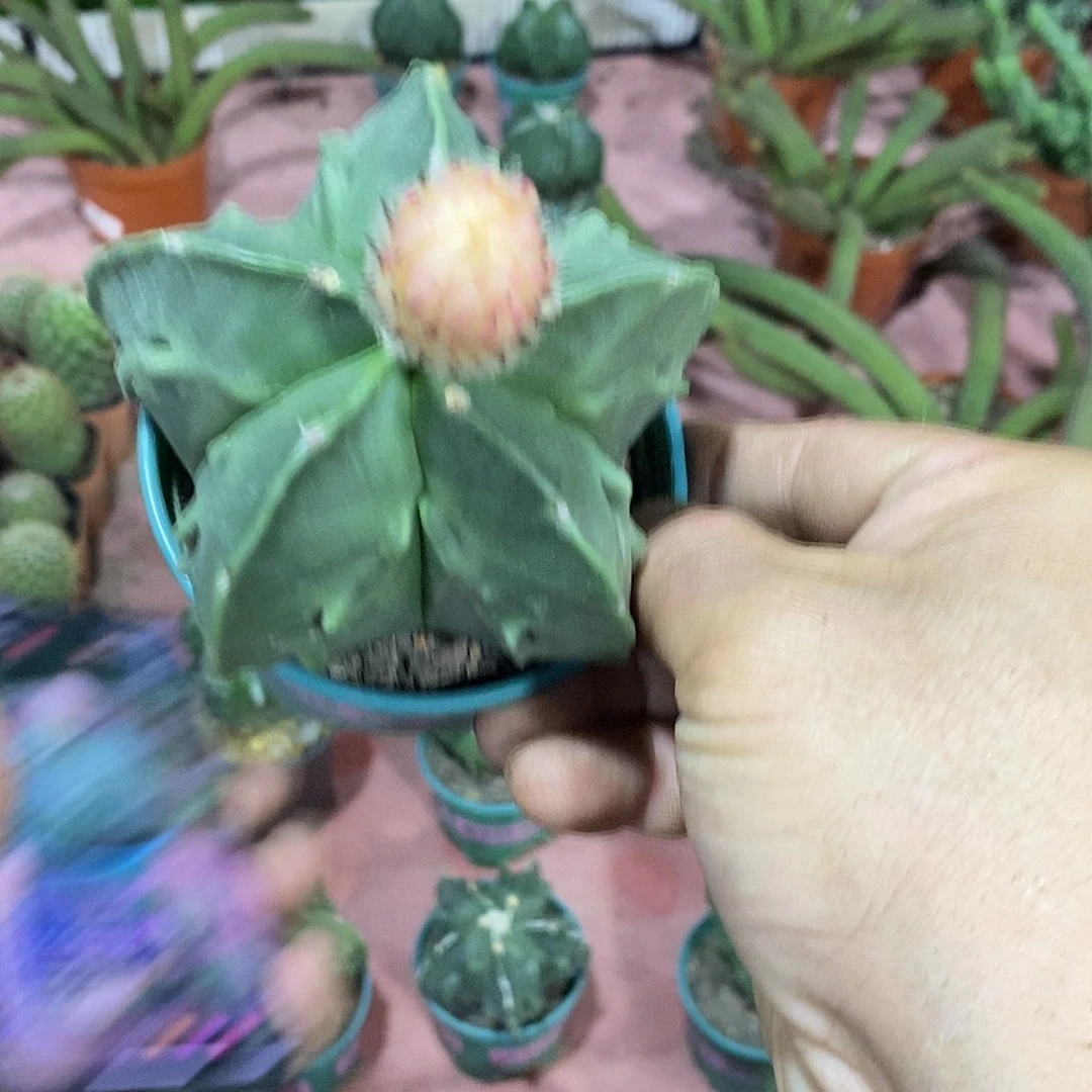 无花朵，实生核桃仙人球仙人掌